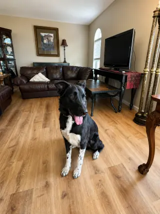 Jett