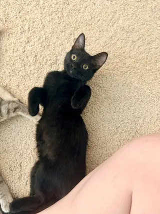 Waffle Fry (Available for pre-adoption)