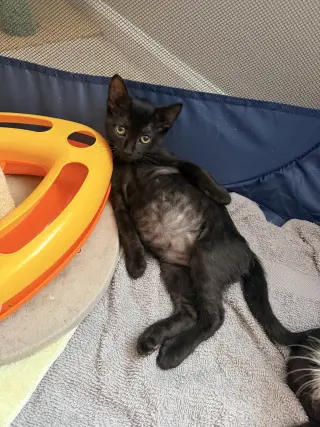 Waffle Fry (Available for pre-adoption)