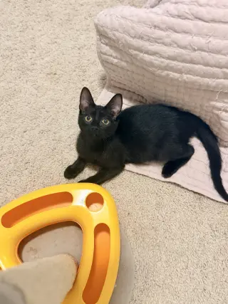Waffle Fry (Available for pre-adoption)