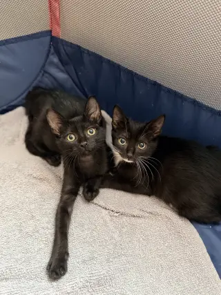 Waffle Fry (Available for pre-adoption)