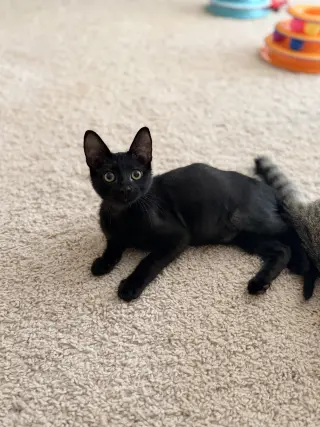 Waffle Fry (Available for pre-adoption)