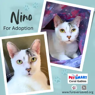 Nino