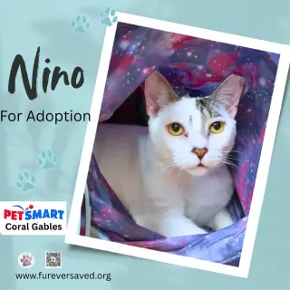 Nino