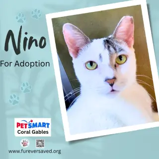 Nino