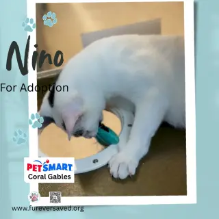 Nino