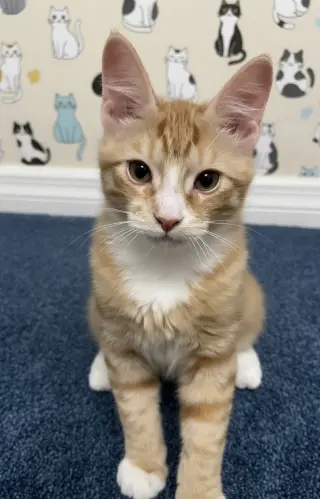 Georgie
