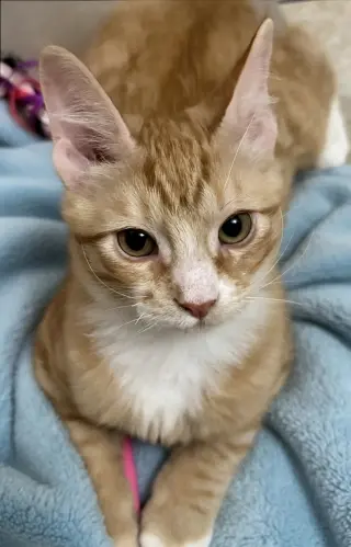 Georgie
