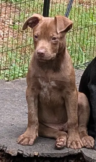 Otto