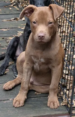 Otto