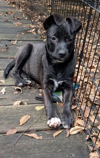 Harriet