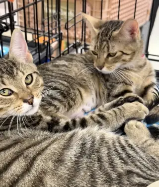 Bonnie and Clyde 2