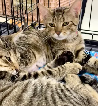 Bonnie and Clyde 2