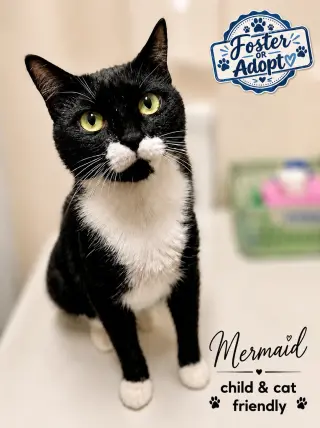 Mermaid (FCID# 05/19/2026 - 79) Willow Grove