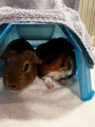 Chip and Dale