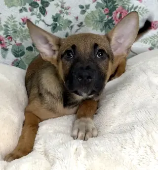 261235  Kallie