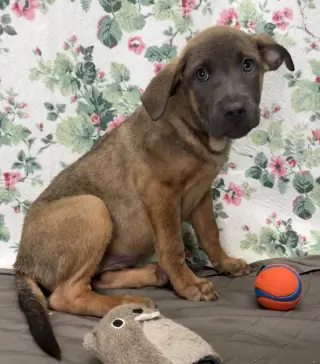 261235  Tanner