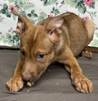 261235  Cooper