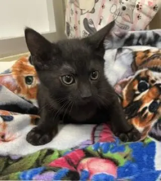 Remy