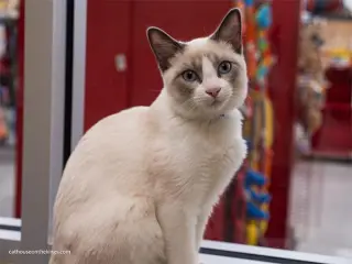 Fabio