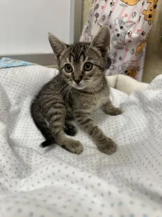 Cooper