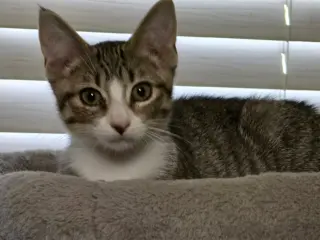 Mikayla