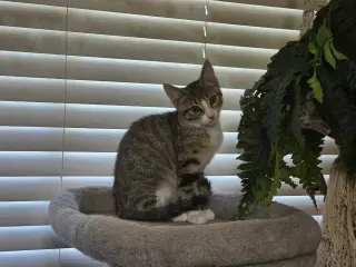 Mikayla