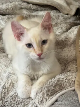 Vivaldi