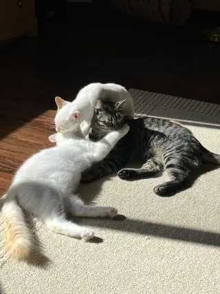 Vivaldi