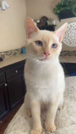 Mozart