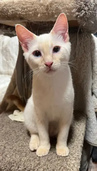 Mozart