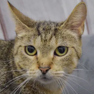 Nala