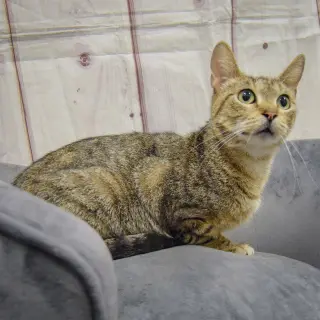 Nala