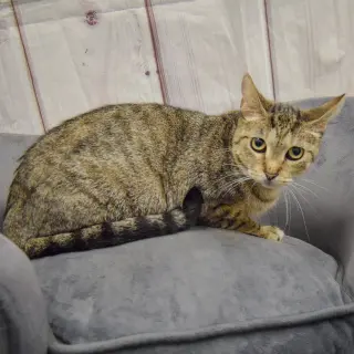 Nala