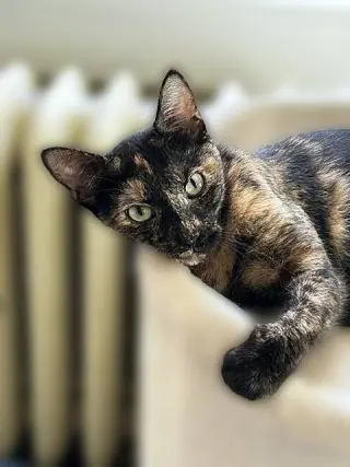 Mercy - Stunning Sweet Young Torti
