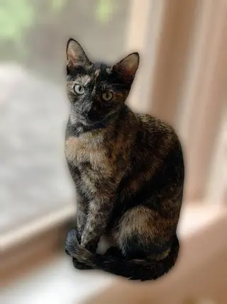 Mercy - Stunning Sweet Young Torti