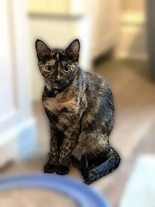 Mercy - Stunning Sweet Young Torti
