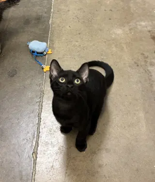Pumpernickel