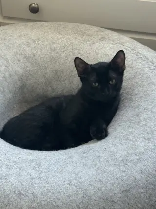Pumpernickel