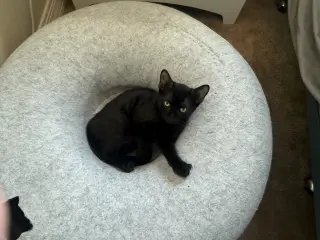 Pumpernickel