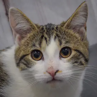 Penelope