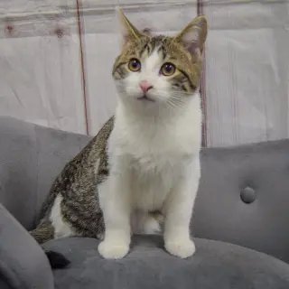 Penelope