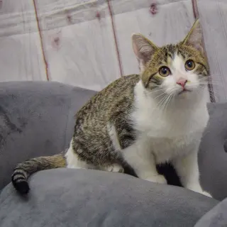 Penelope