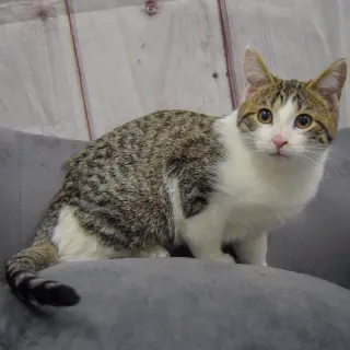 Penelope