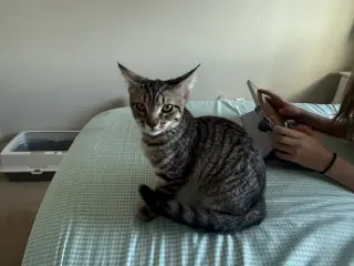 Bagel