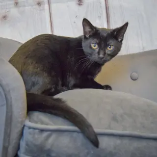 Gus