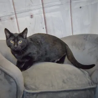 Gus