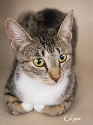 Calysto & Gabriele (bonded pair)