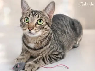 Calysto & Gabriele (bonded pair)