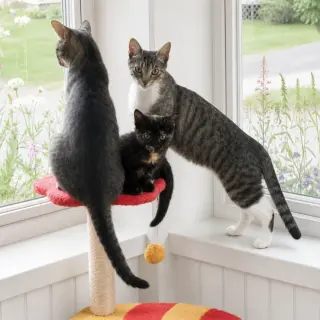 Calysto & Gabriele (bonded pair)
